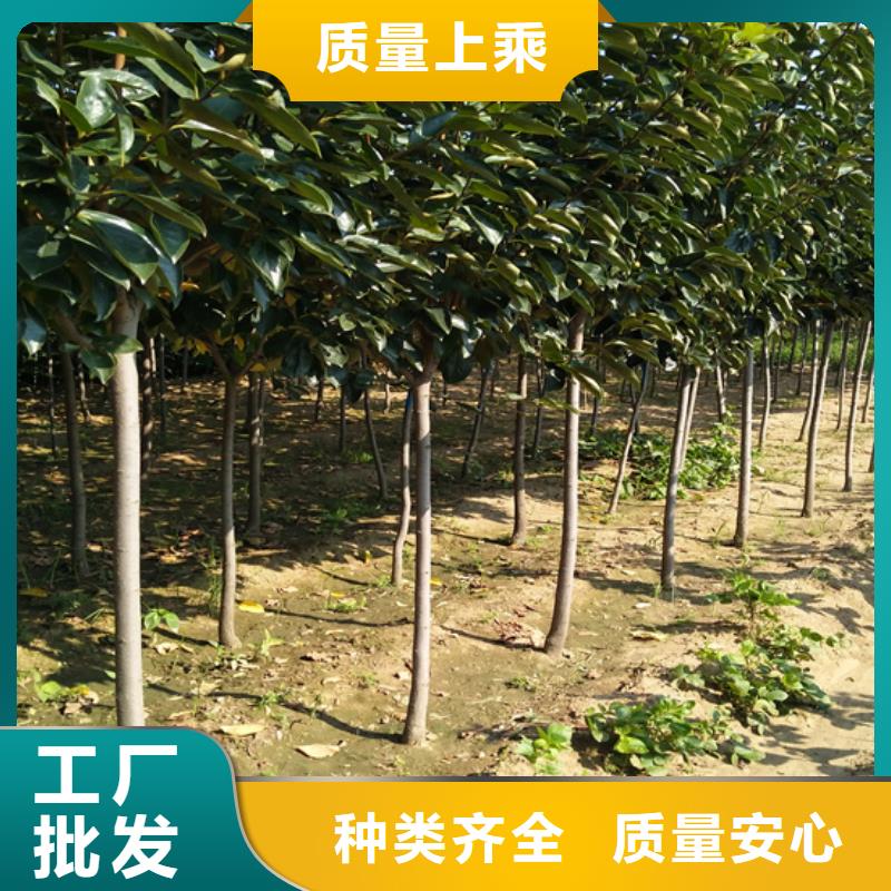 柿子苹果苗现货批发