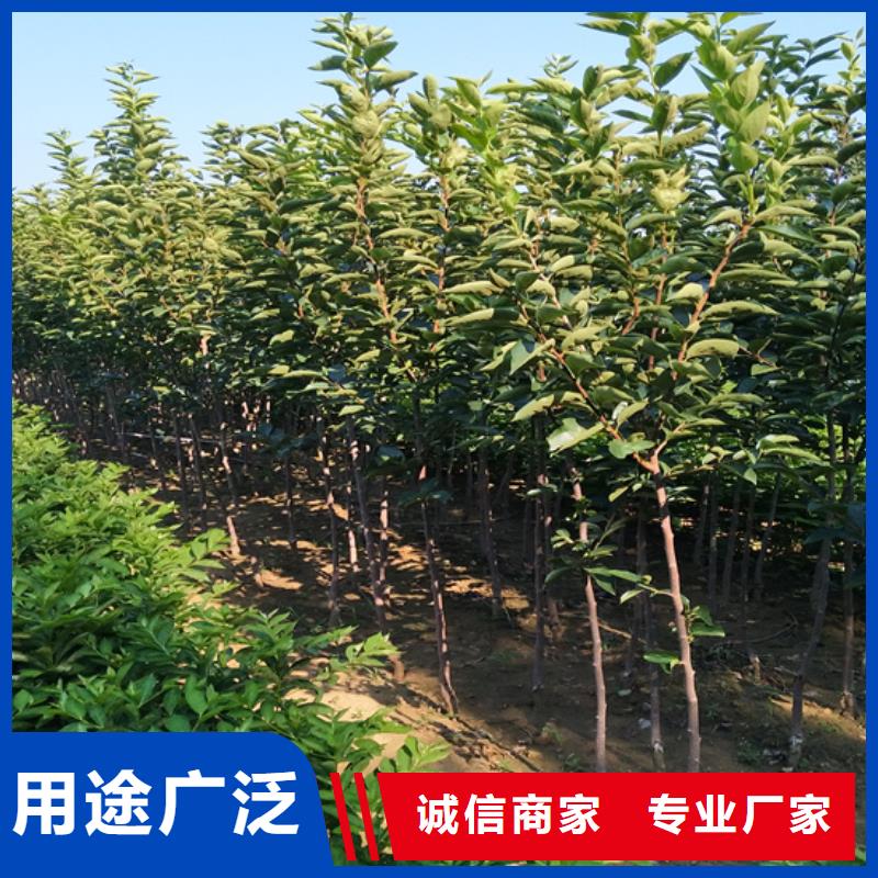 柿子板栗苗多种规格可选