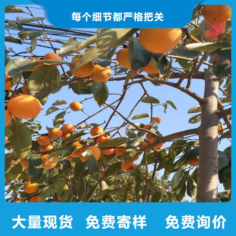 柿子李树苗厂家十分靠谱
