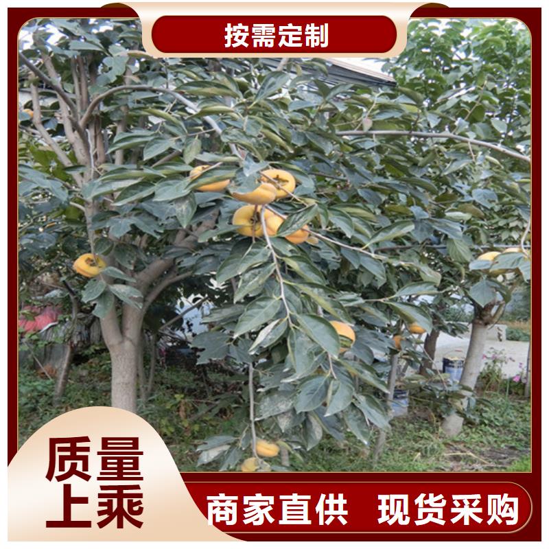 柿子_樱桃苗专注生产制造多年