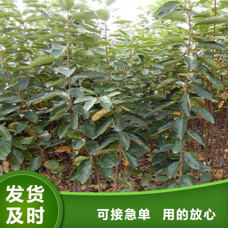 【柿子】樱桃苗质量牢靠