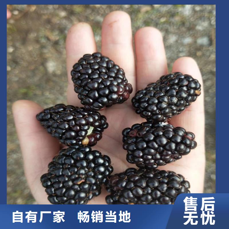树莓【樱桃苗】低价货源