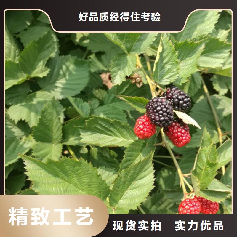 树莓桃树苗支持定制