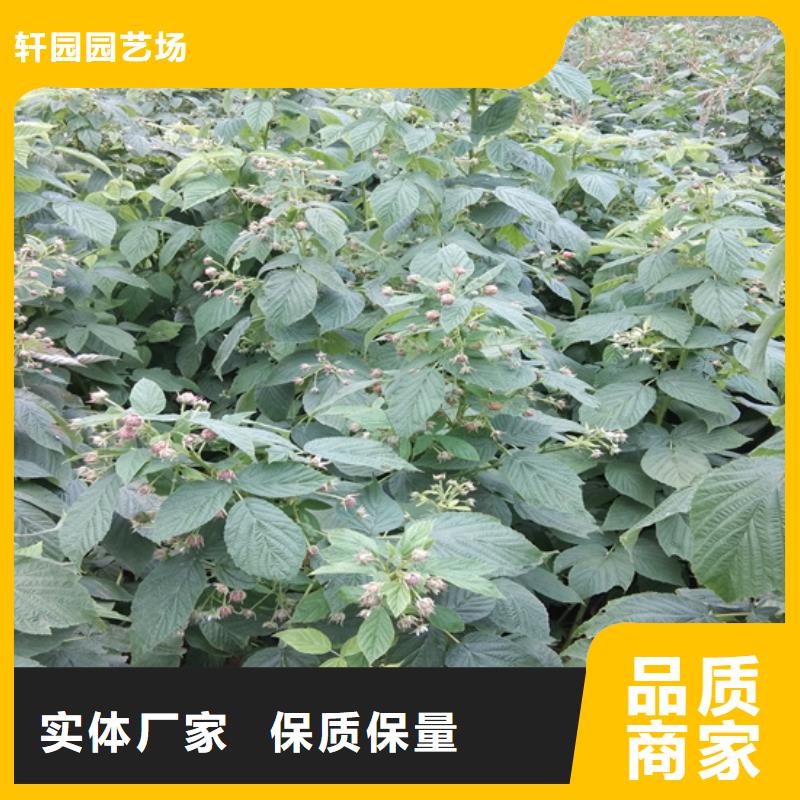 树莓苹果苗0中间商差价