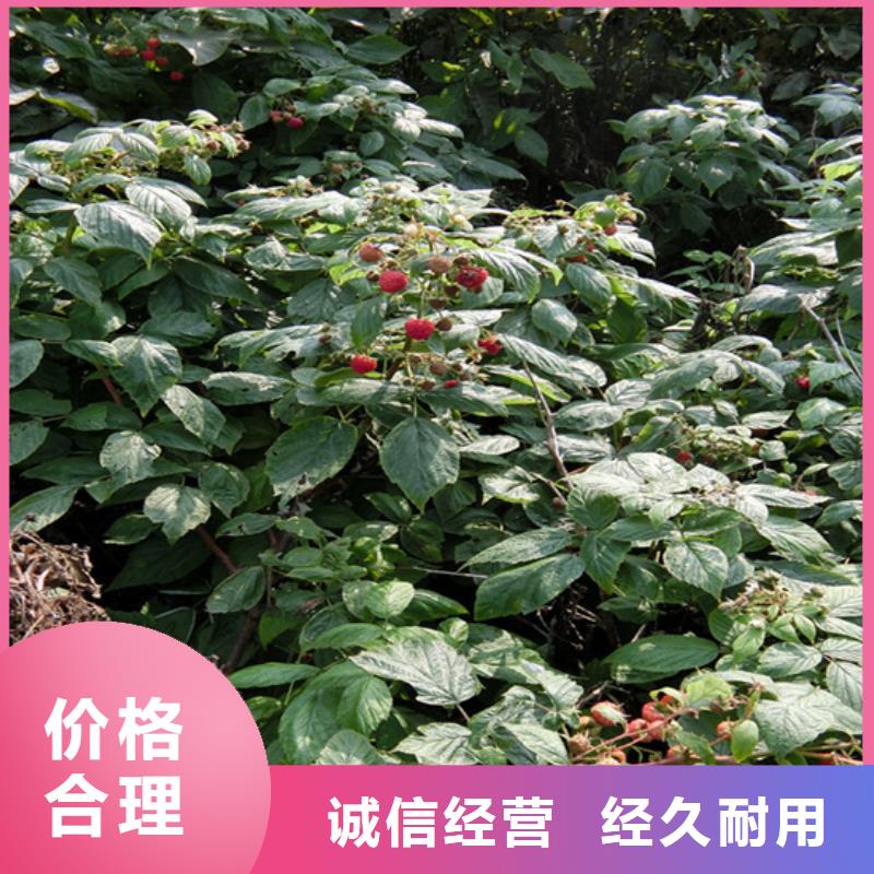 树莓石榴苗品质做服务