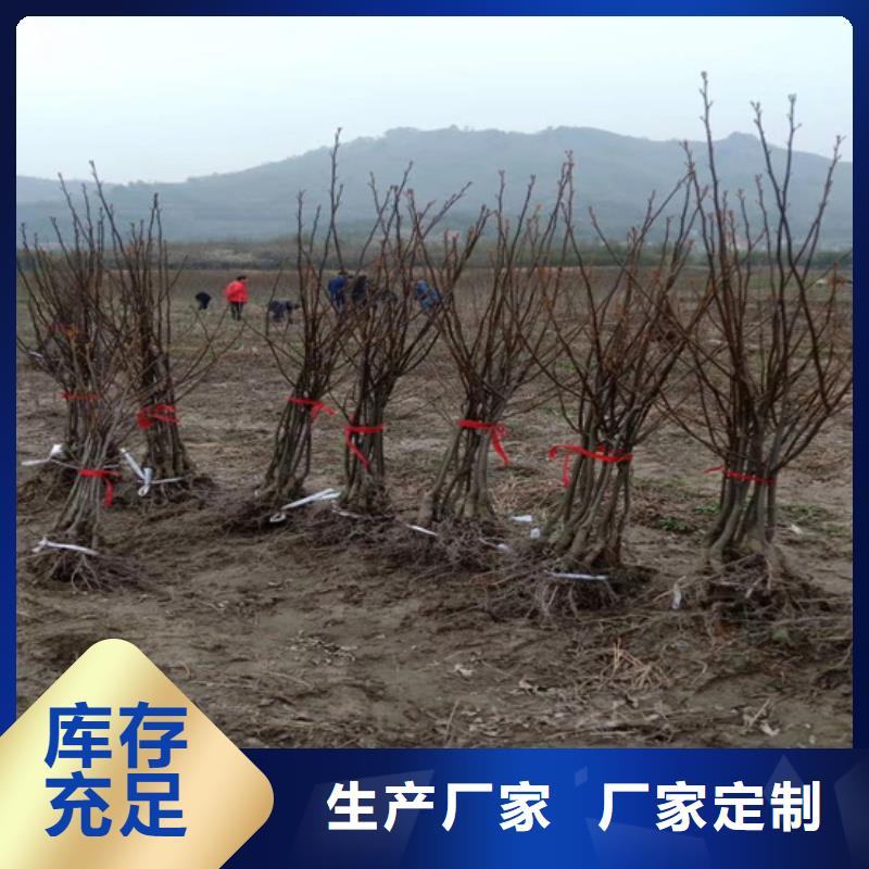 碧根果【梨树苗】值得信赖