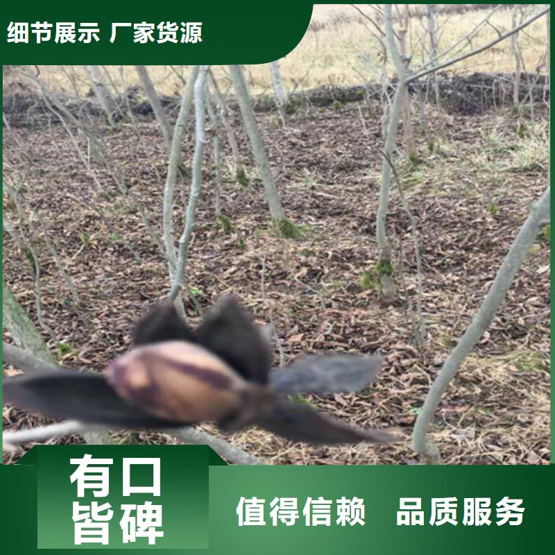碧根果,樱桃苗工厂认证