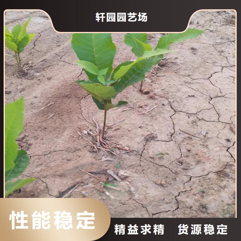碧根果,樱桃苗工厂认证