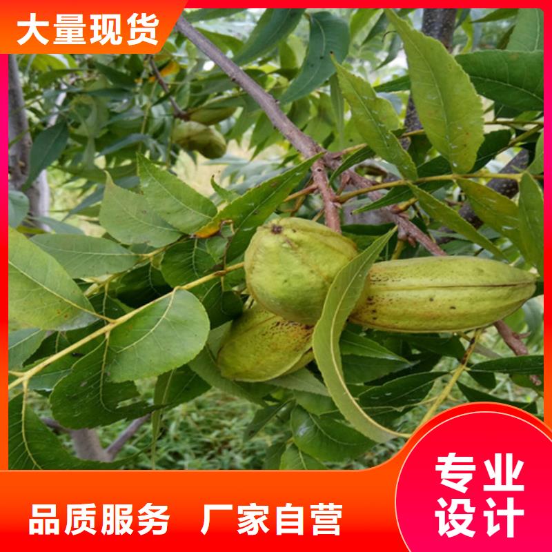 碧根果,樱桃苗工厂认证