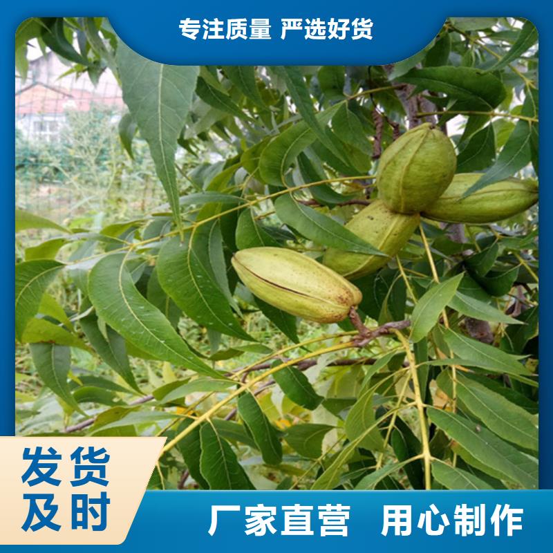 碧根果,樱桃苗工厂认证
