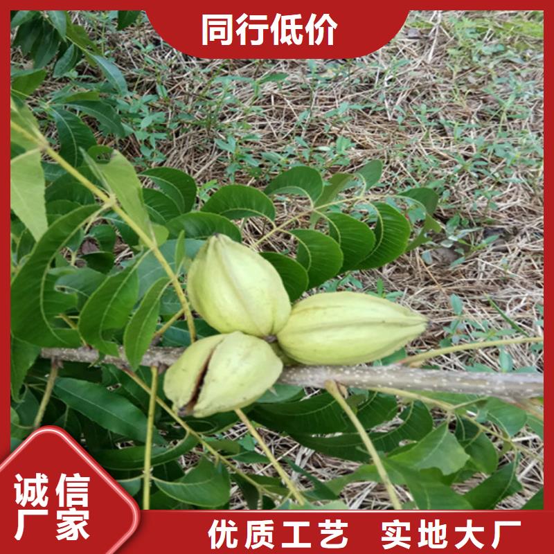 碧根果,樱桃苗工厂认证