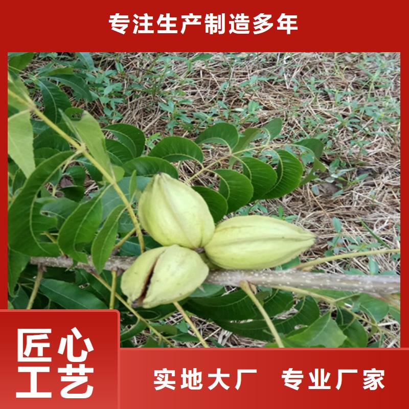 碧根果,樱桃苗工厂认证
