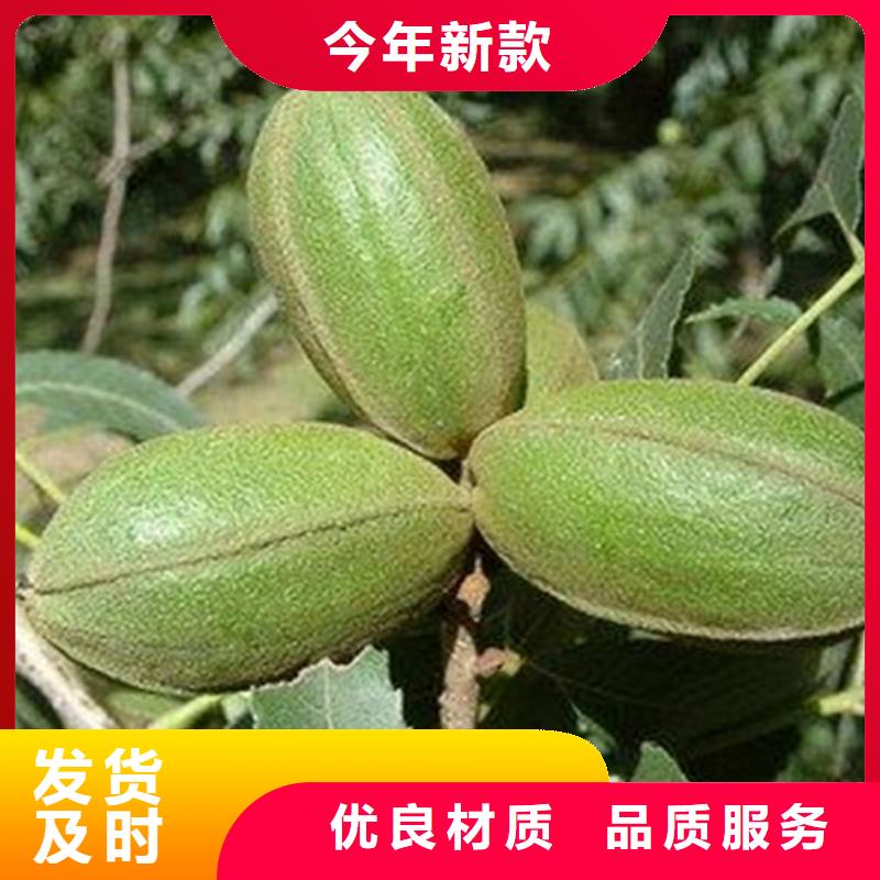 碧根果,樱桃苗工厂认证