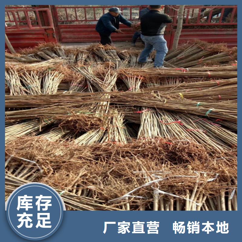 香椿葡萄苗源头工厂量大优惠