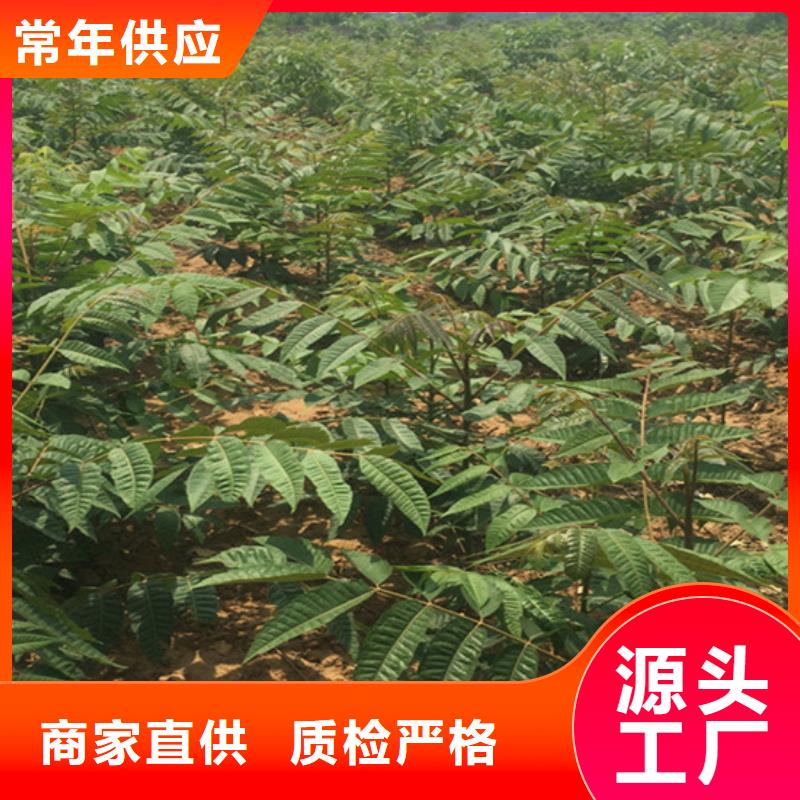香椿,樱桃苗真正的源头厂家