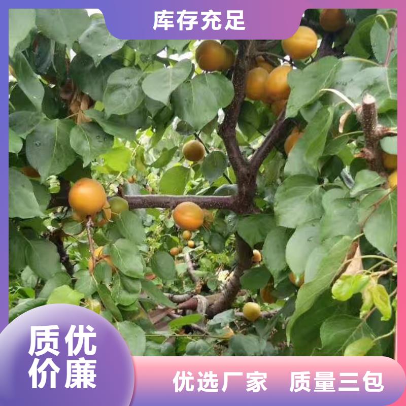 杏猕猴桃苗厂家直销直供