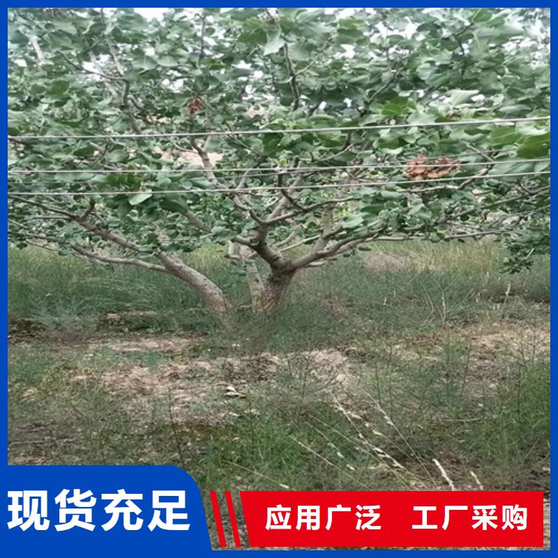 开心果樱桃苗无中间商厂家直销