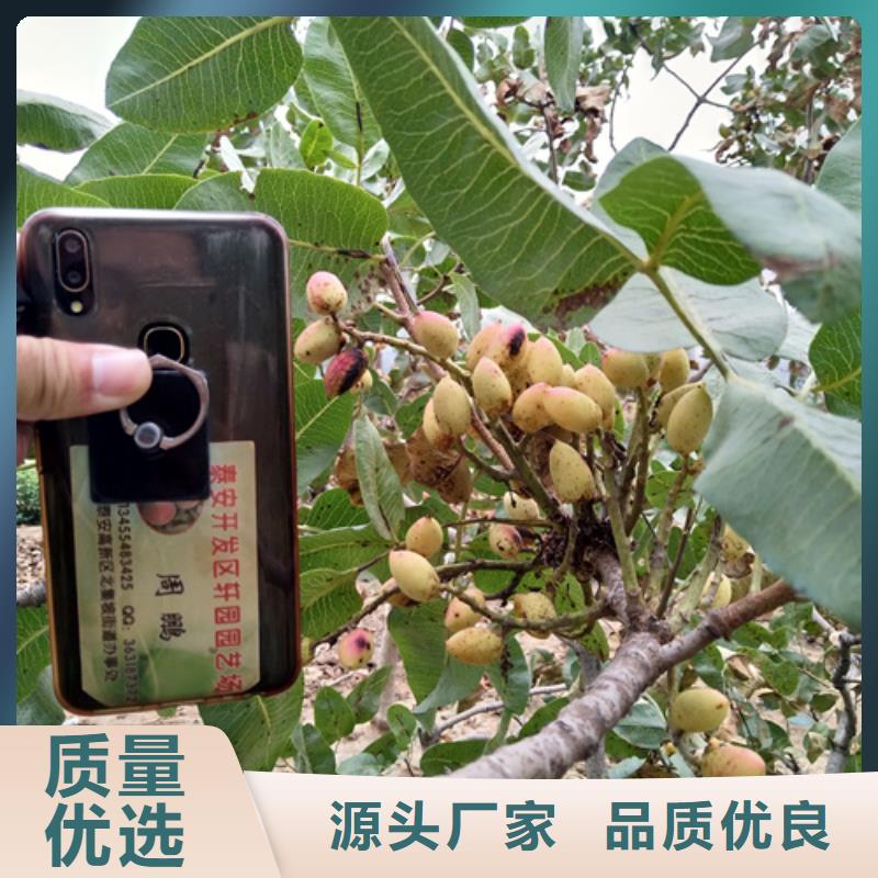 开心果樱桃苗无中间商厂家直销