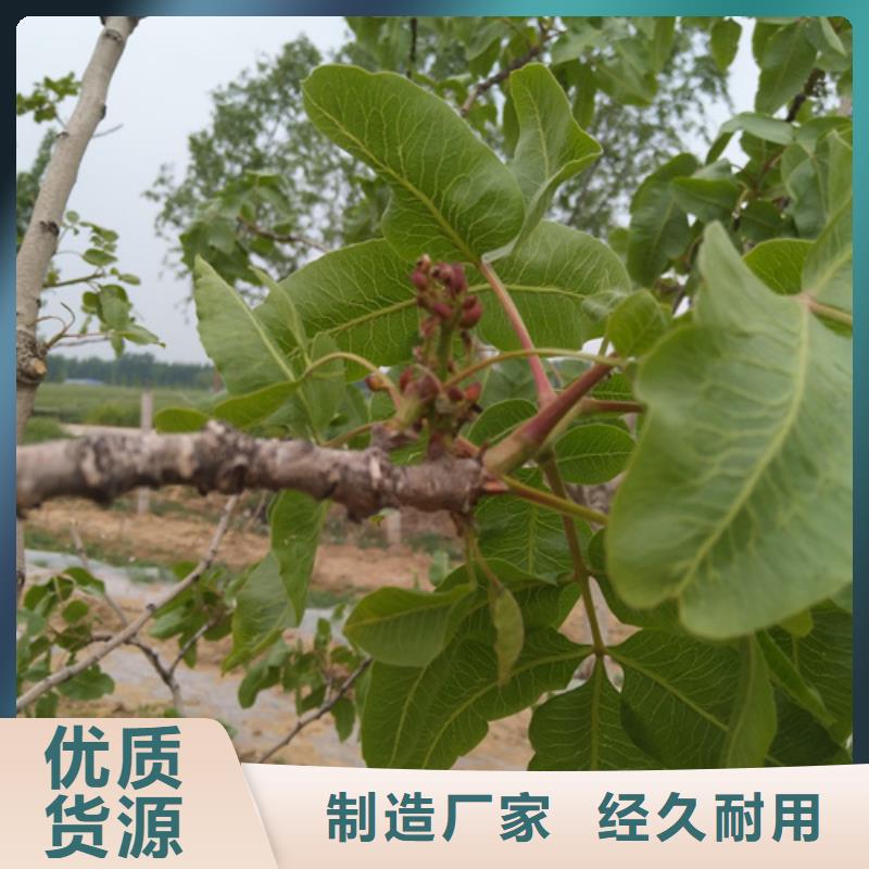 开心果樱桃苗无中间商厂家直销