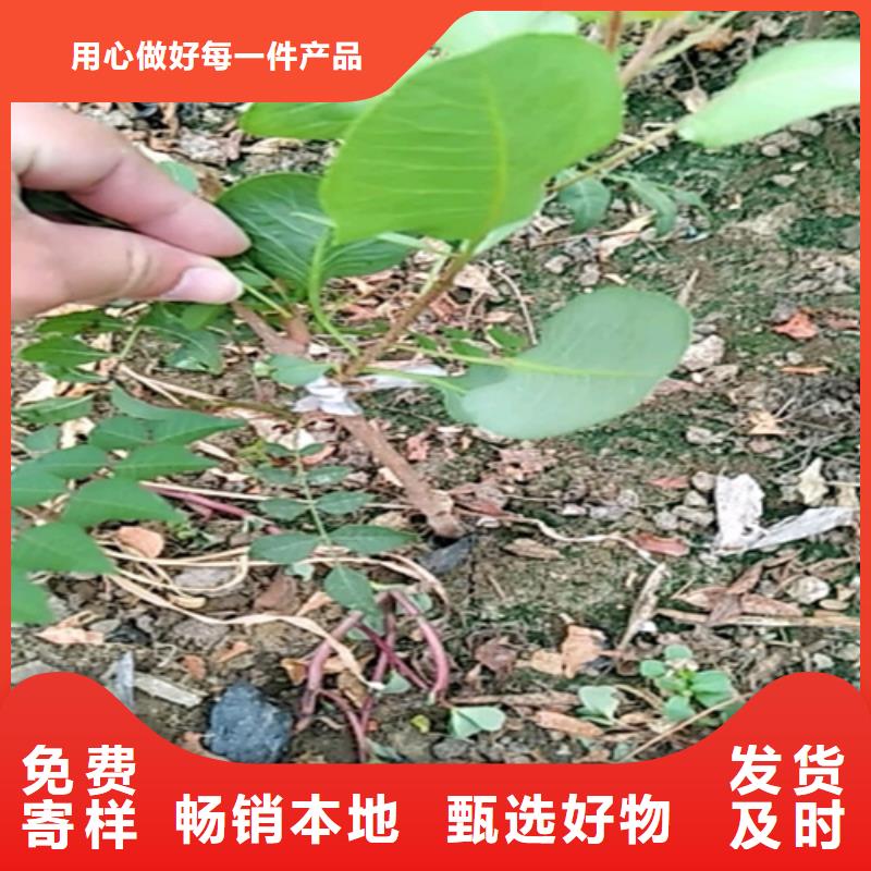 开心果樱桃苗无中间商厂家直销