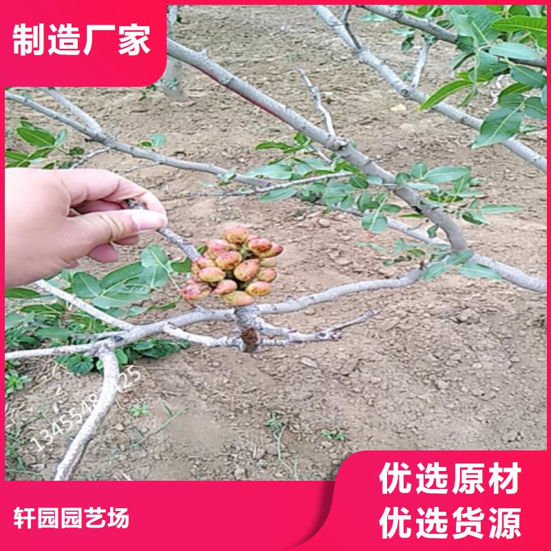 开心果樱桃苗无中间商厂家直销