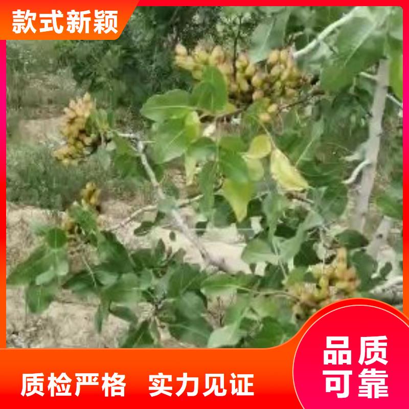 开心果樱桃苗无中间商厂家直销
