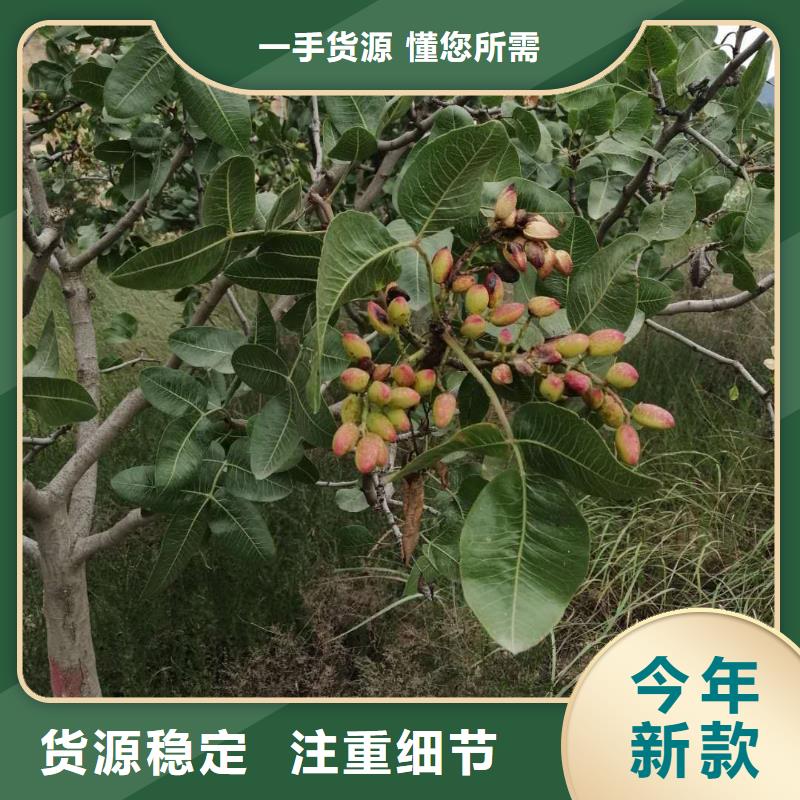开心果樱桃苗无中间商厂家直销