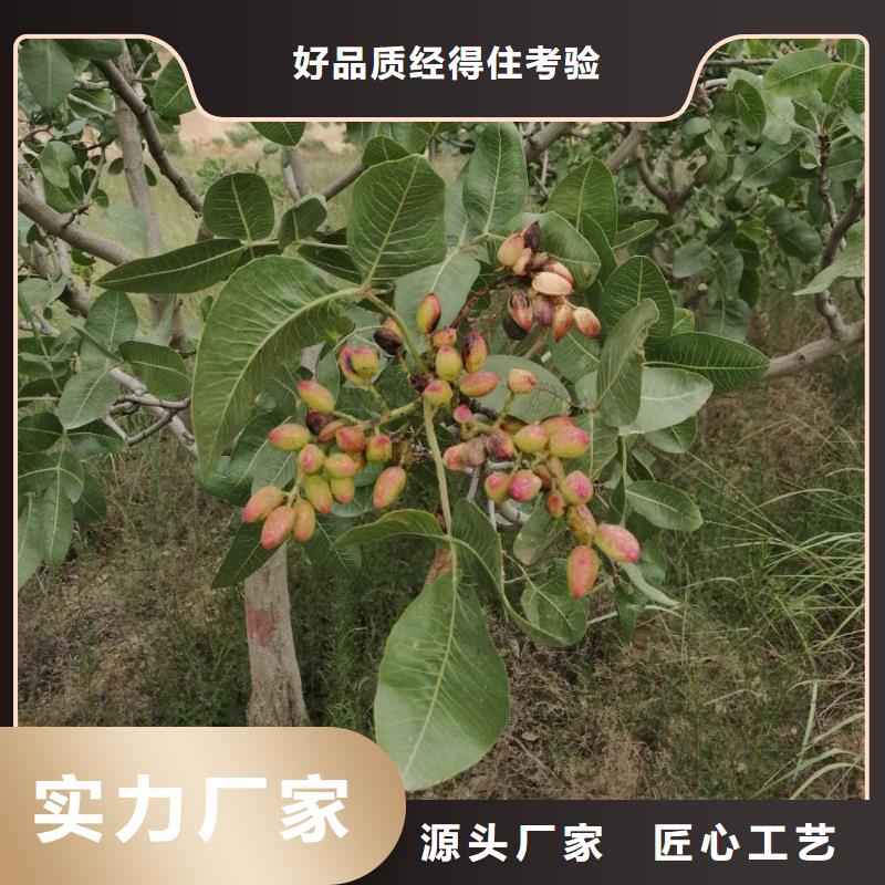 开心果樱桃苗无中间商厂家直销