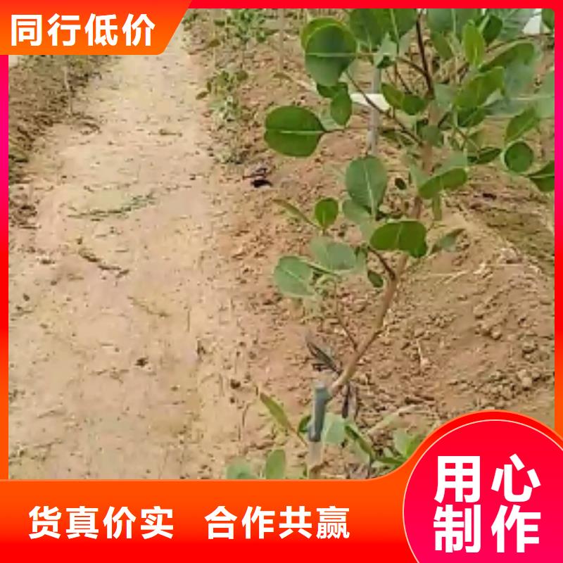 开心果樱桃苗无中间商厂家直销