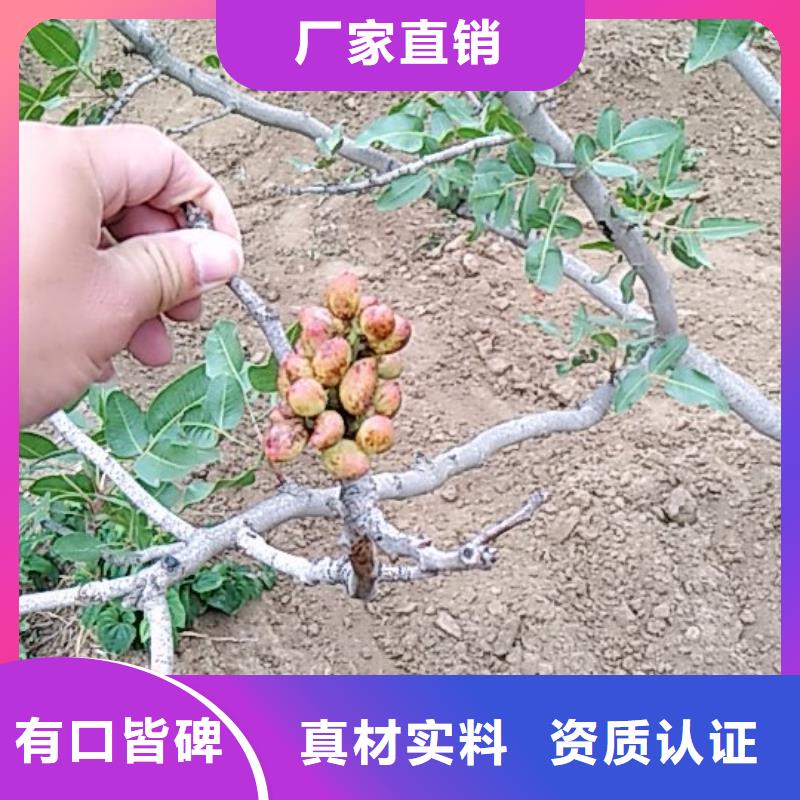 开心果樱桃苗无中间商厂家直销