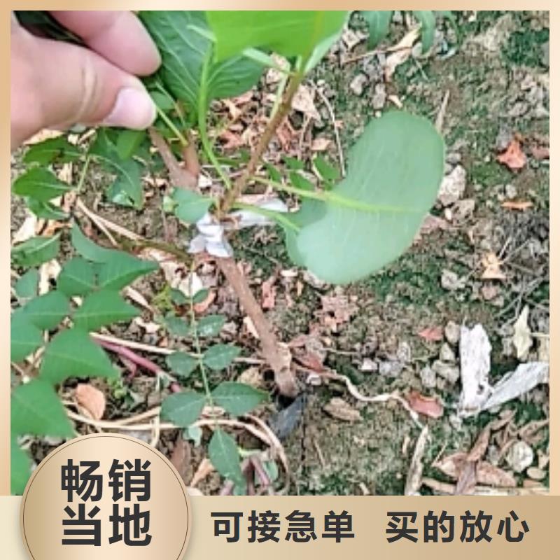 开心果樱桃苗无中间商厂家直销