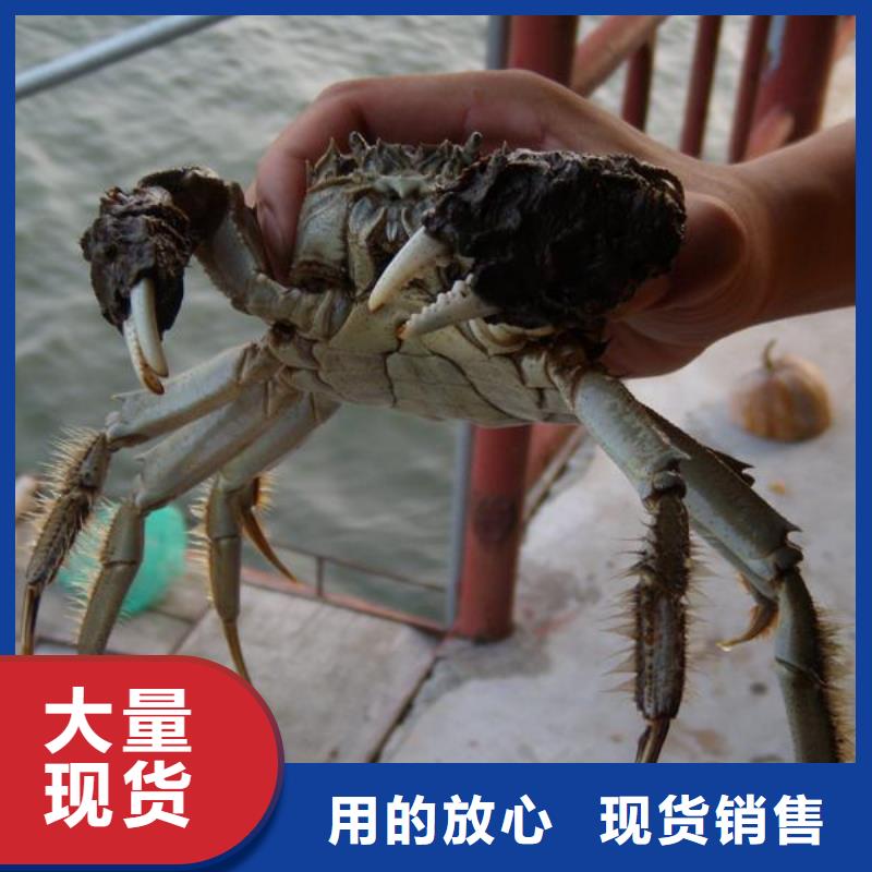 阳澄湖大闸蟹哪里好苏州这里好