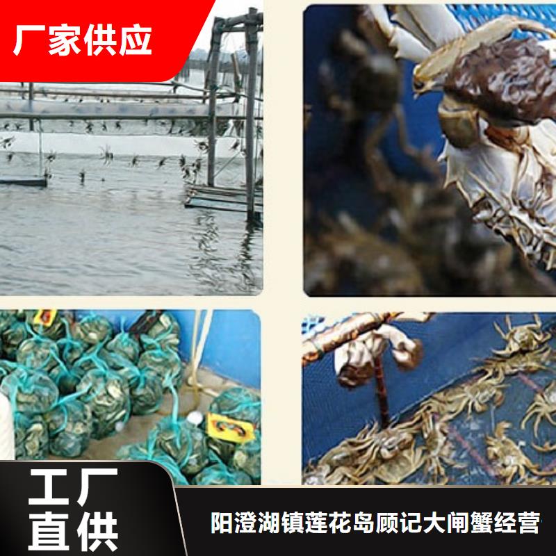 阳澄湖大闸蟹哪里好苏州这里好