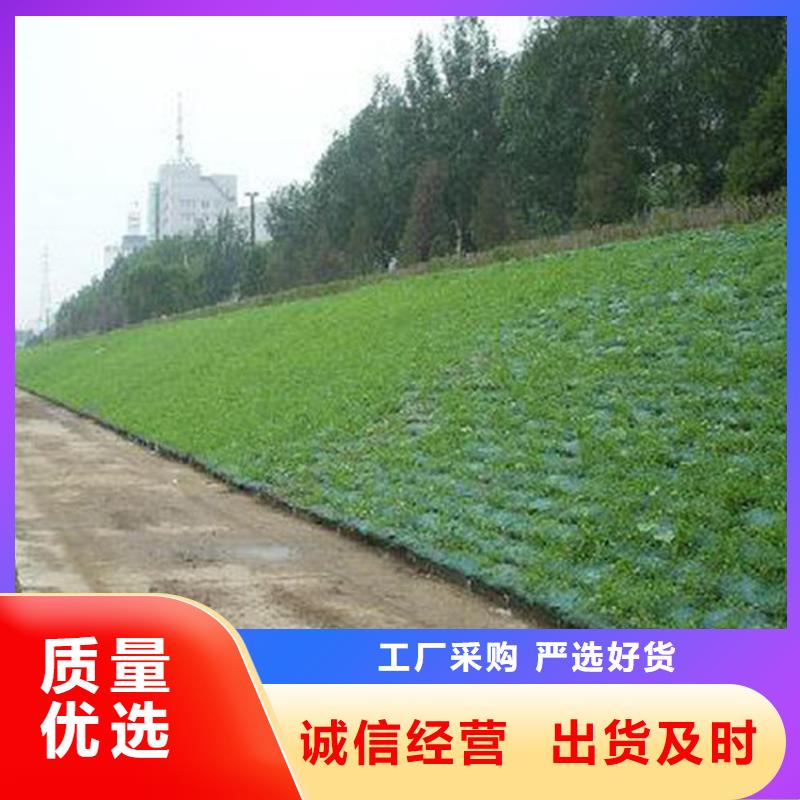 【三维植被网土工布品质保障价格合理】