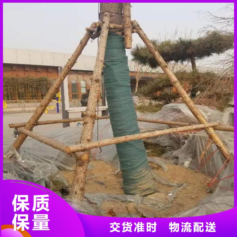 裹树布-三维植被网24小时下单发货