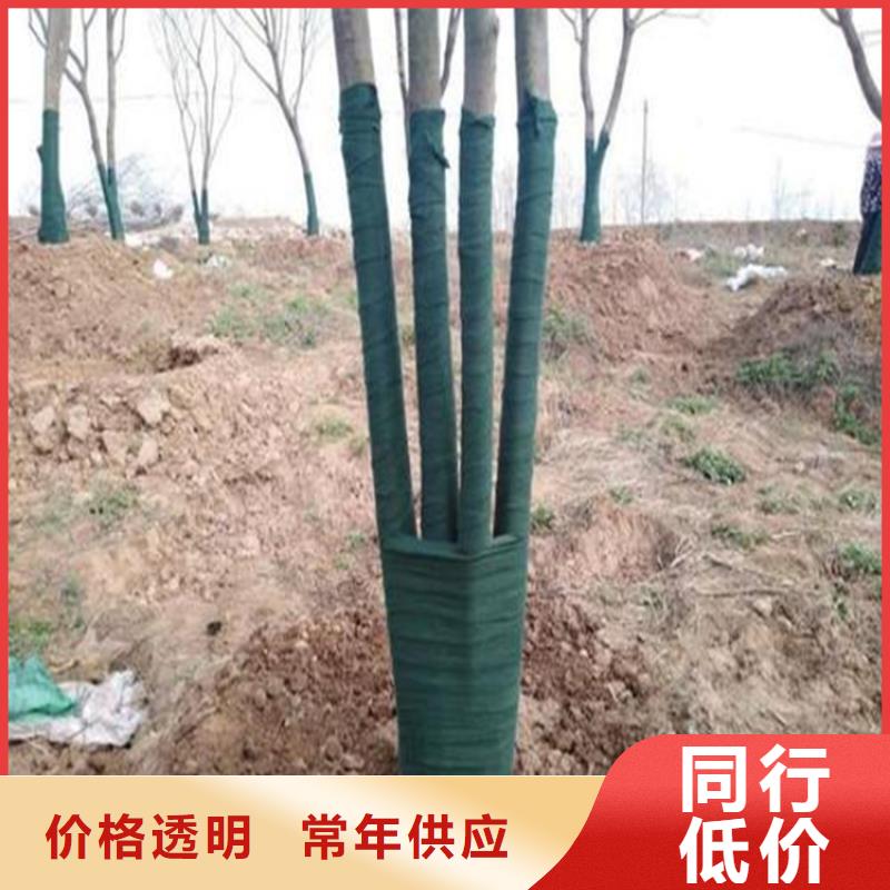 裹树布-三维植被网24小时下单发货