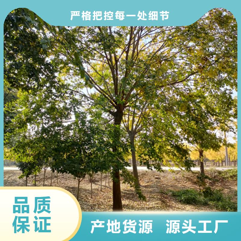 法桐美国红枫拒绝伪劣产品