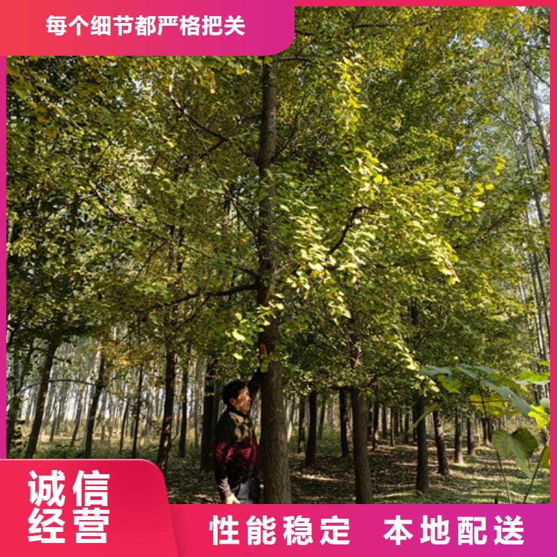 法桐,原生冠法桐选择我们选择放心