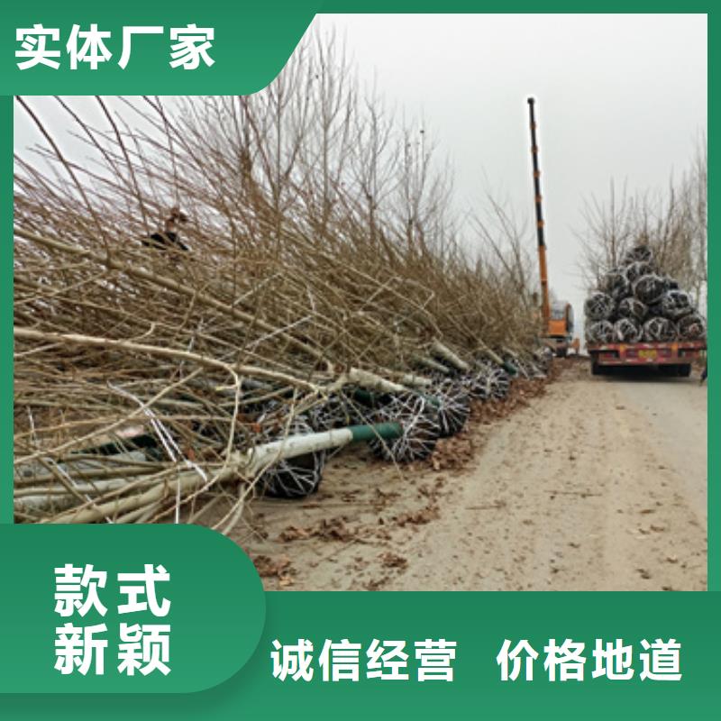 法桐黄金槐质检合格出厂