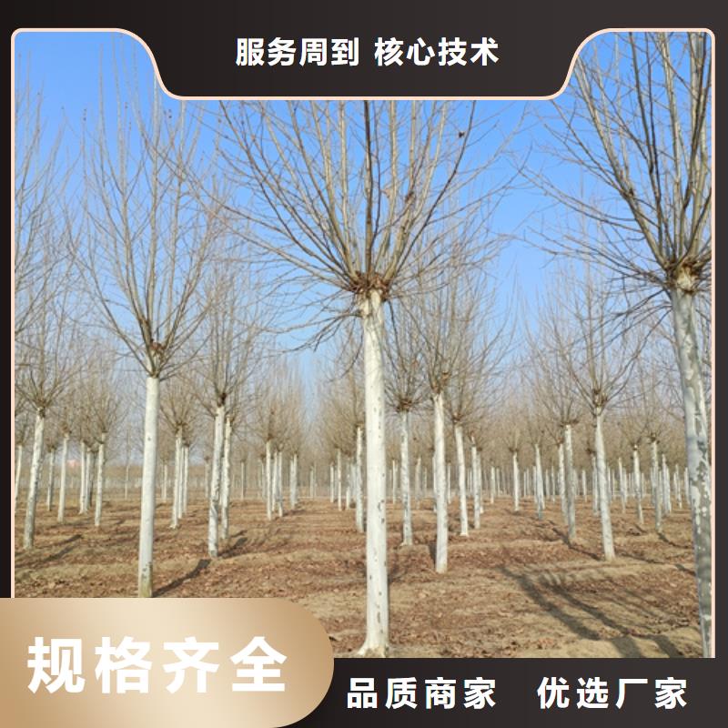 法桐黄金槐质检合格出厂