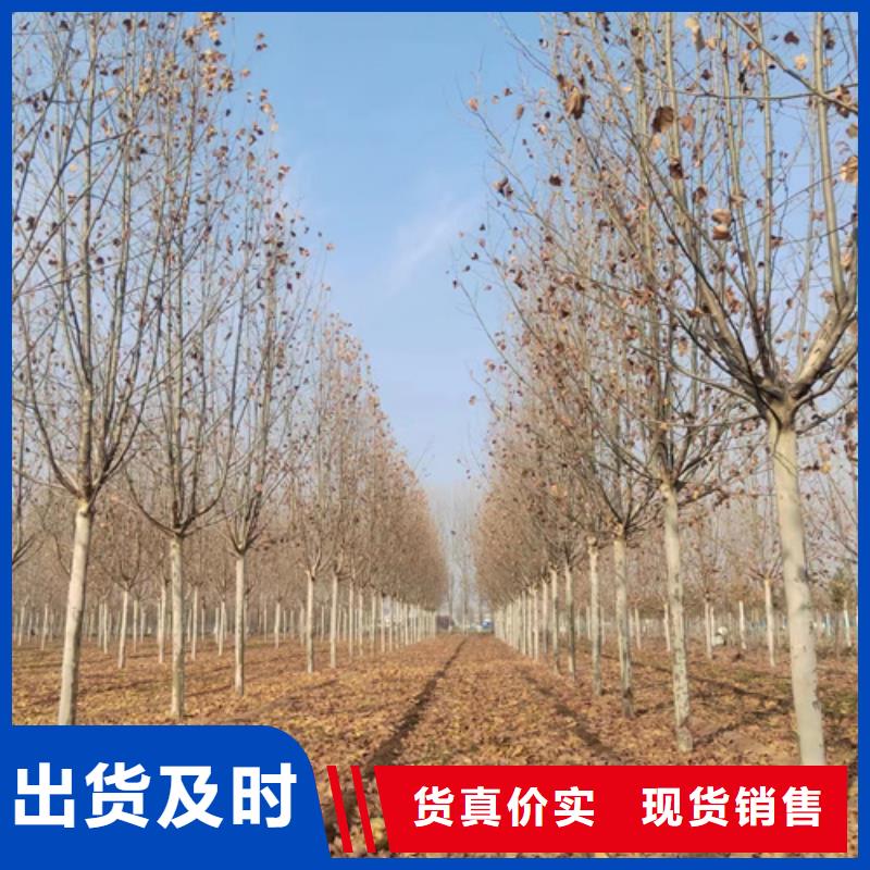 法桐北京栾专业生产厂家
