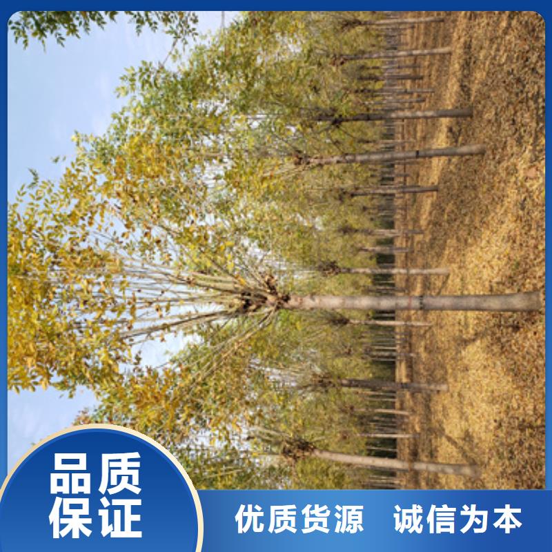 法桐五角枫制造生产销售