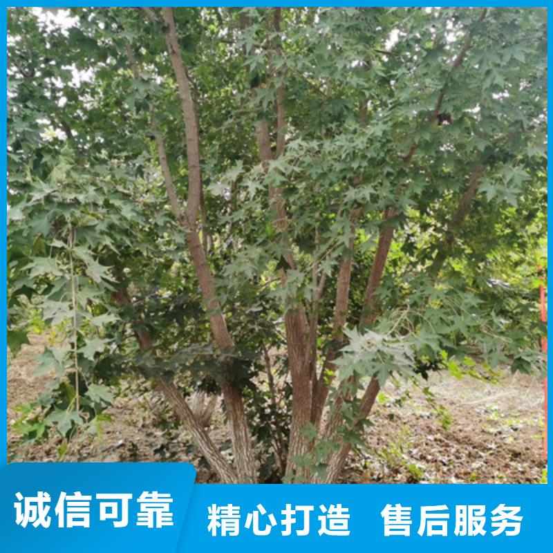 法桐黄金槐质检合格出厂