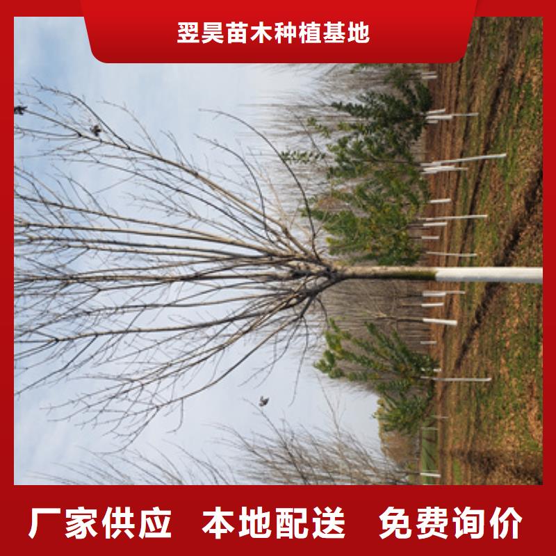 法桐黄金槐质检合格出厂