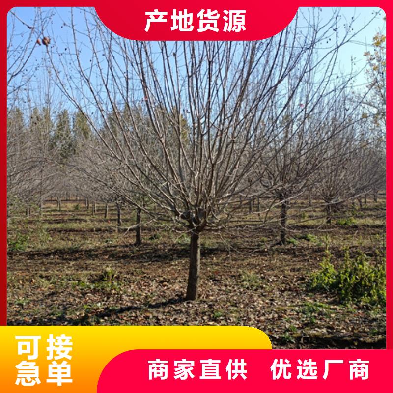 法桐黄金槐质检合格出厂
