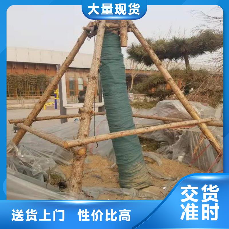 裹树布_【塑料土工格栅】厂家案例
