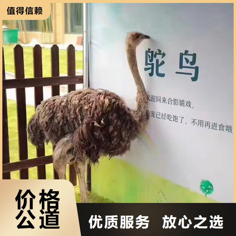 萌宠出租上门施工