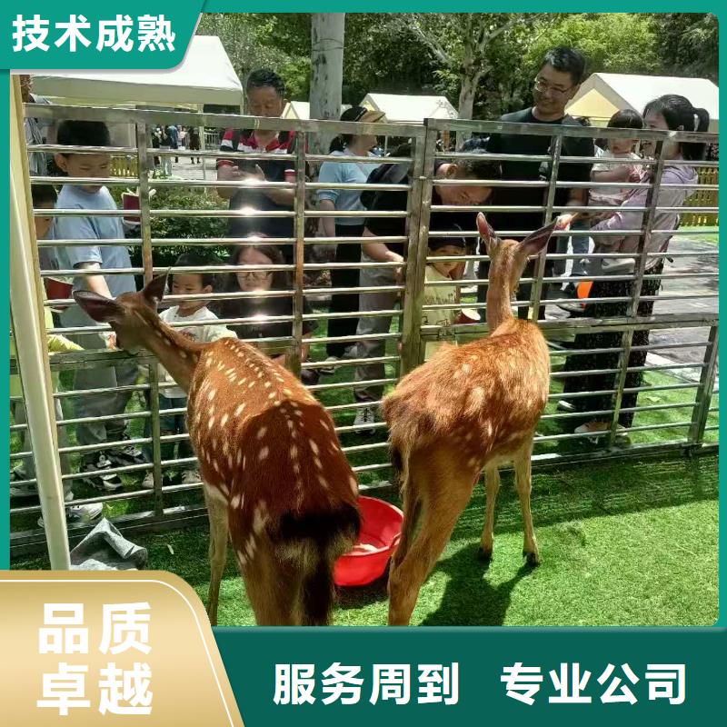 制造小矮马的厂家