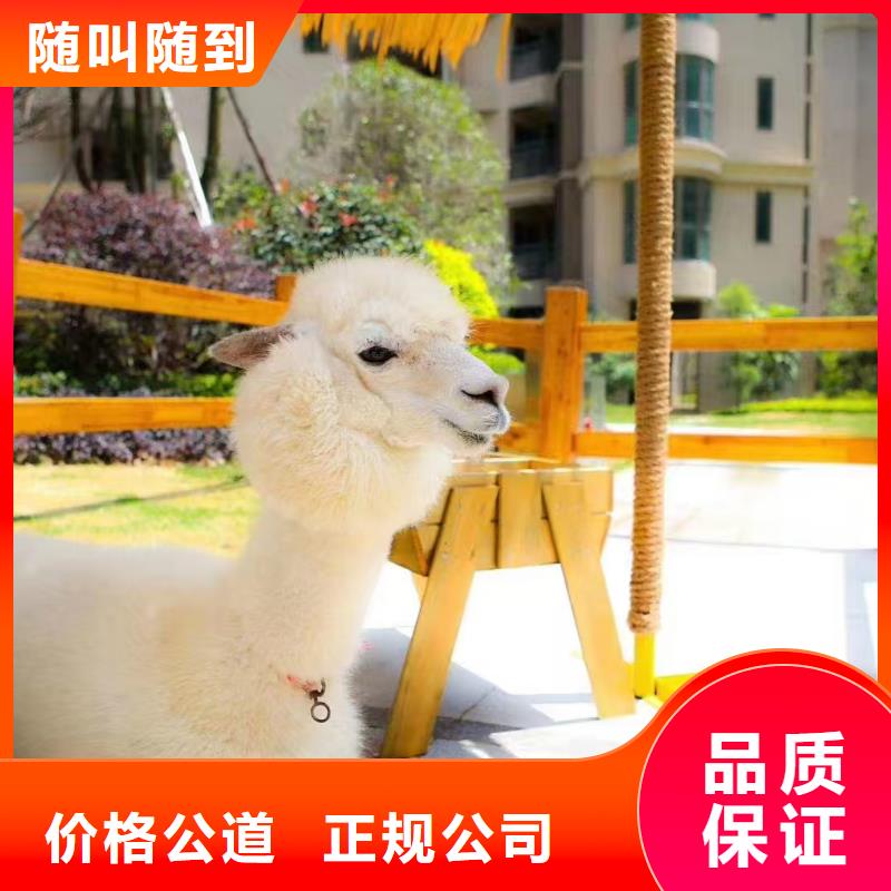 萌宠出租-买贵可退