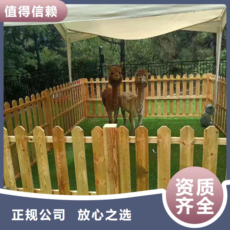 生产销售萌宠出租厂家